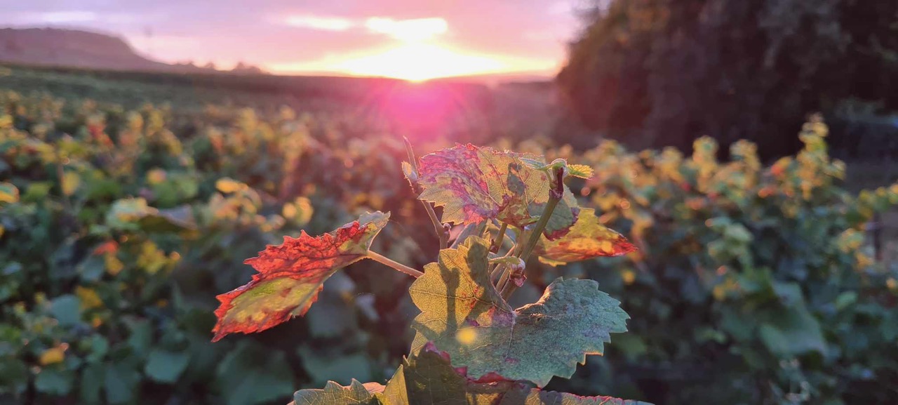 Vignes en Champagne