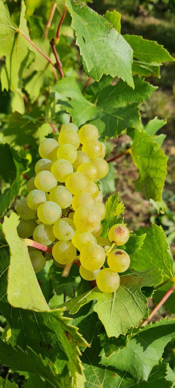 Raisins Chardonnay