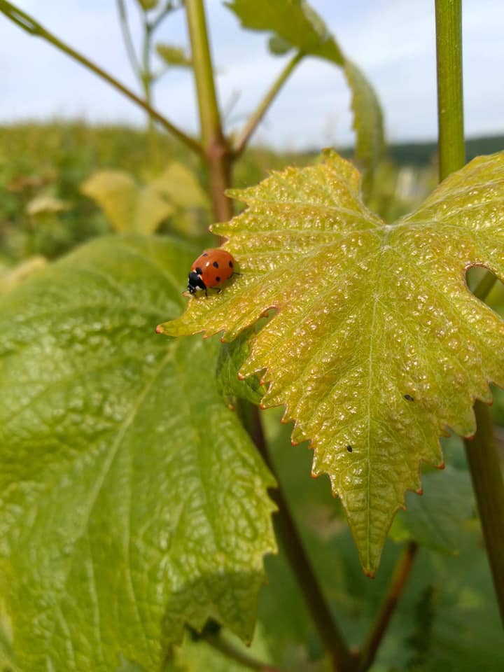 Coccinelle sur une feuille de vigne