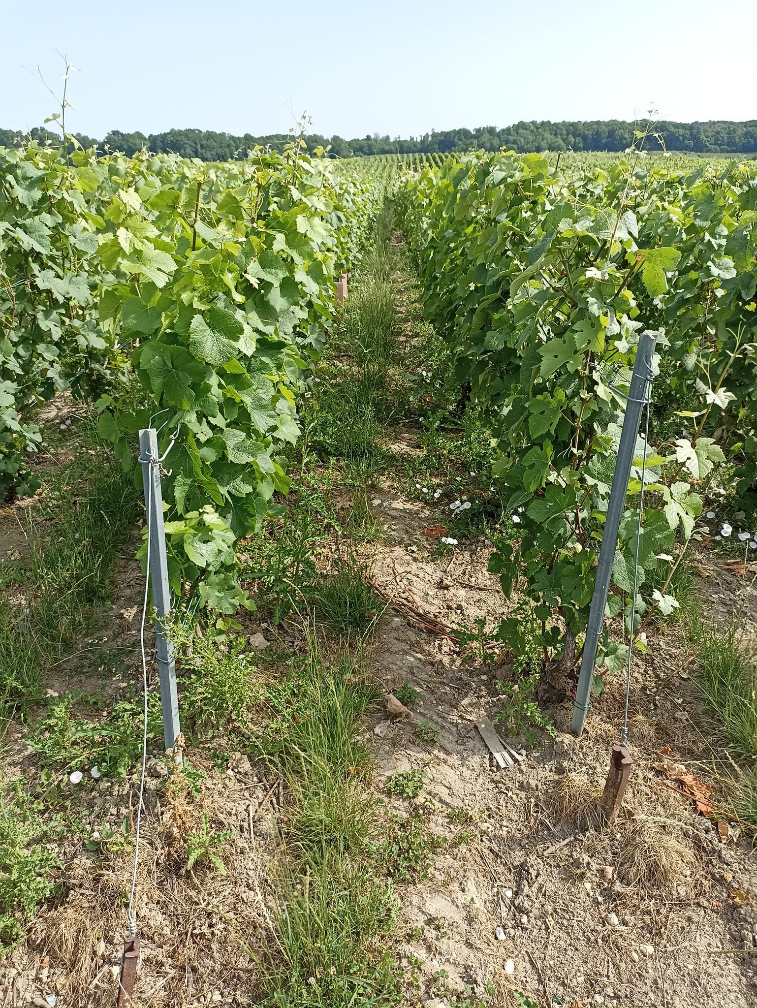 Vignes Champagne Mignon Mignon