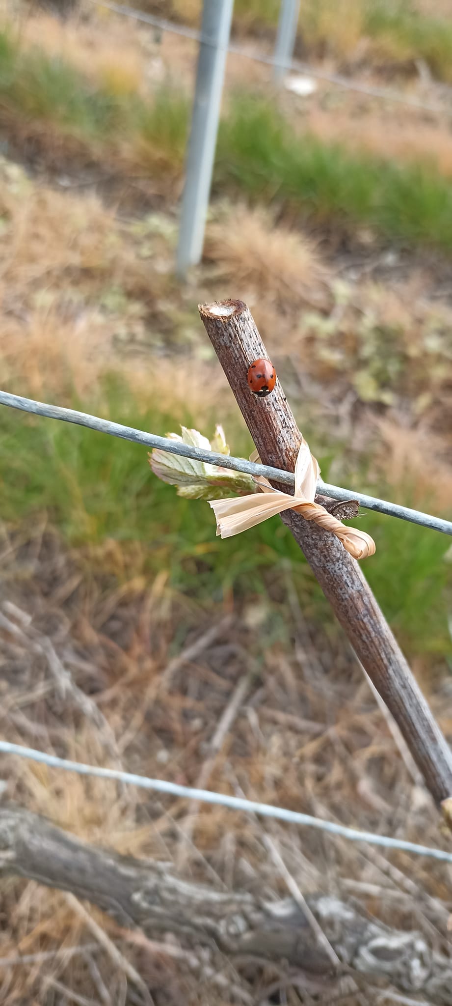 Coccinelle dans les vignes