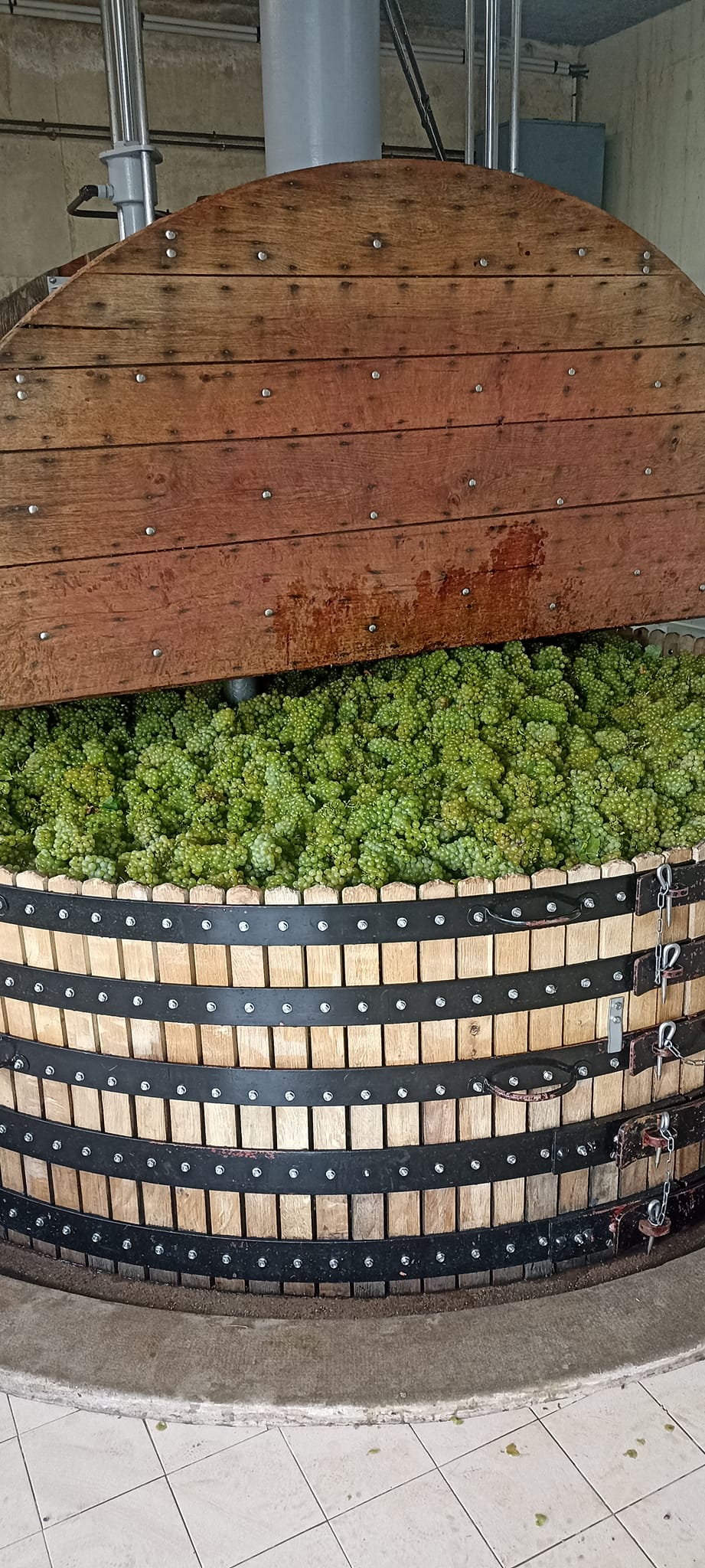 Pressoir rempli de raisins Chardonnay