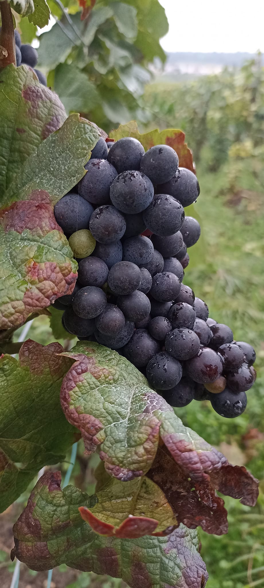 Raisin dans les vignes